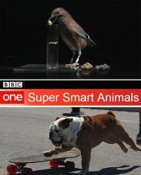 სუპერ ჭკვიანი ცხოველები / Super smart animals (2012)