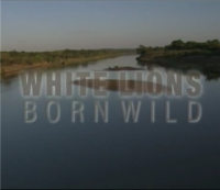 უდაბნოს ველური თეთრი ლომები / White Lions - Born Wild (2012)